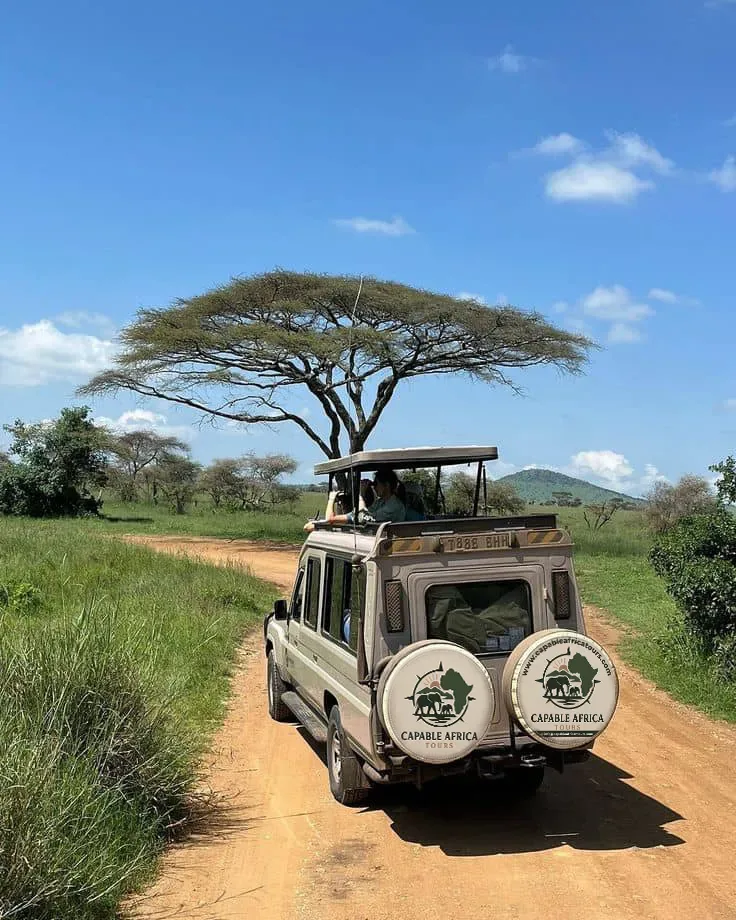 Lion resting in the sun
