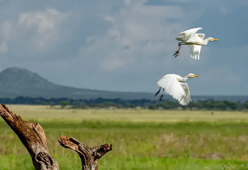 7-Day Serengeti & Ngorongoro Bird Watching Safari