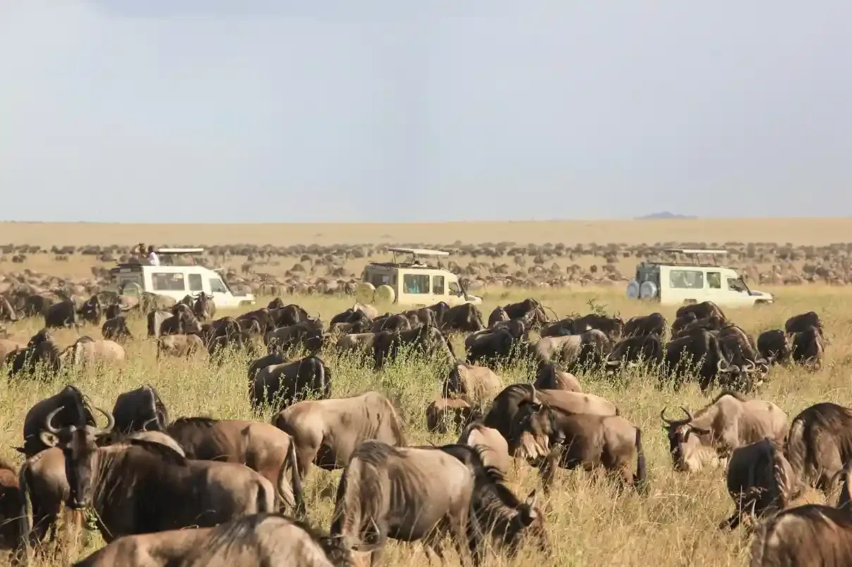 Wildebeest migration in Serengeti National Park