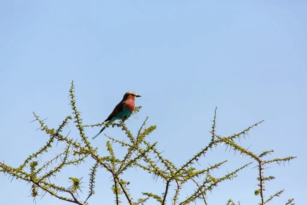 3-Day Arusha & Lake Duluti Birding Safari