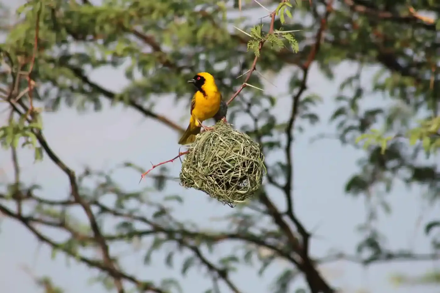 6-Day Northern Tanzania Birding Safari