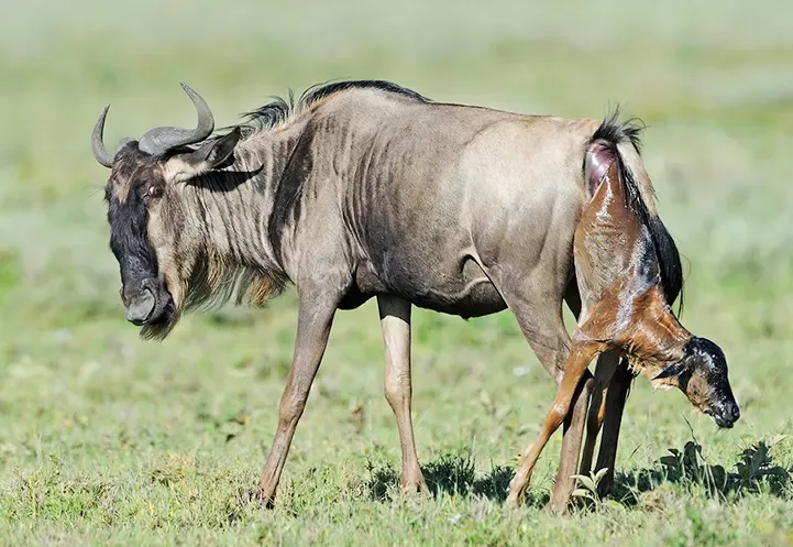 3-Day Ndutu Calving Season Safari