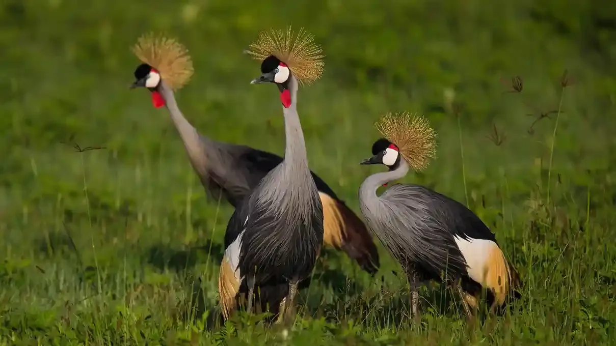 Birdwatching in Serengeti and Lake Manyara