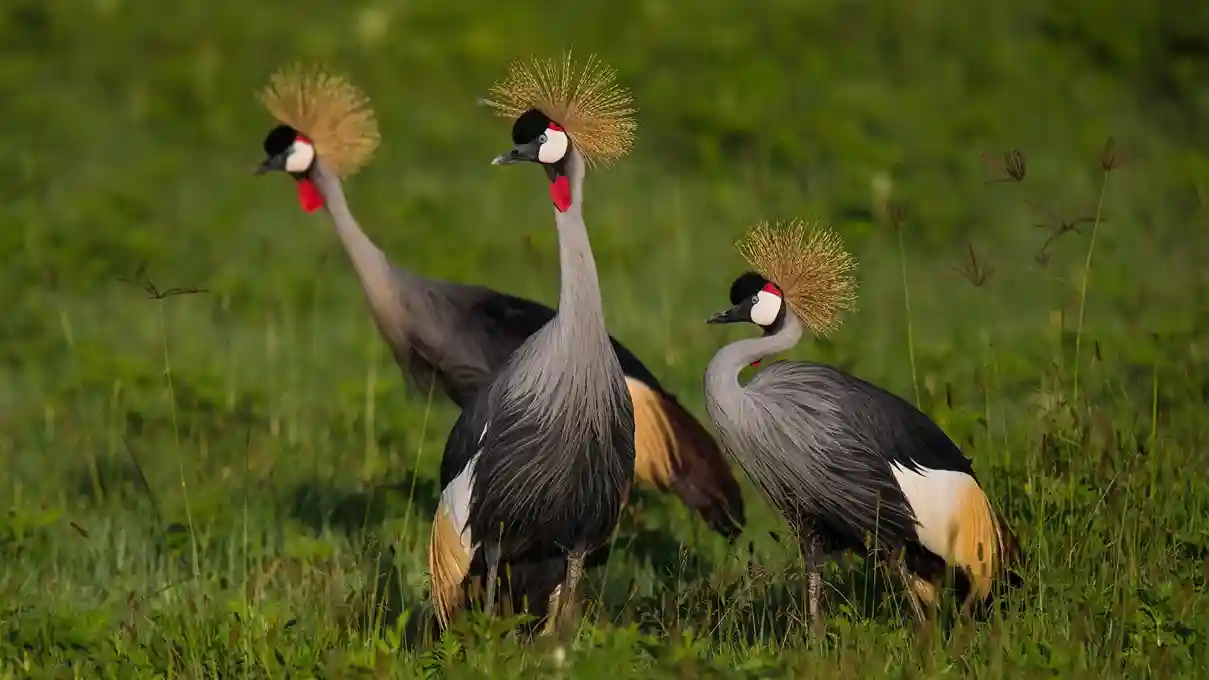 Narina Trogon in Tanzania