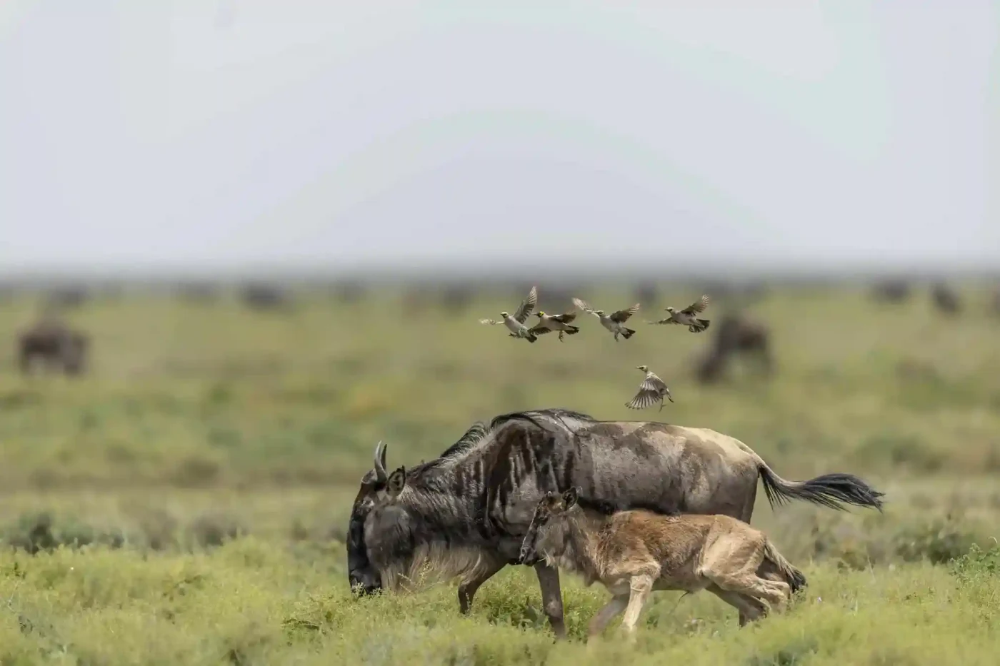 8-Day Serengeti Migration, Tarangire & Ngorongoro