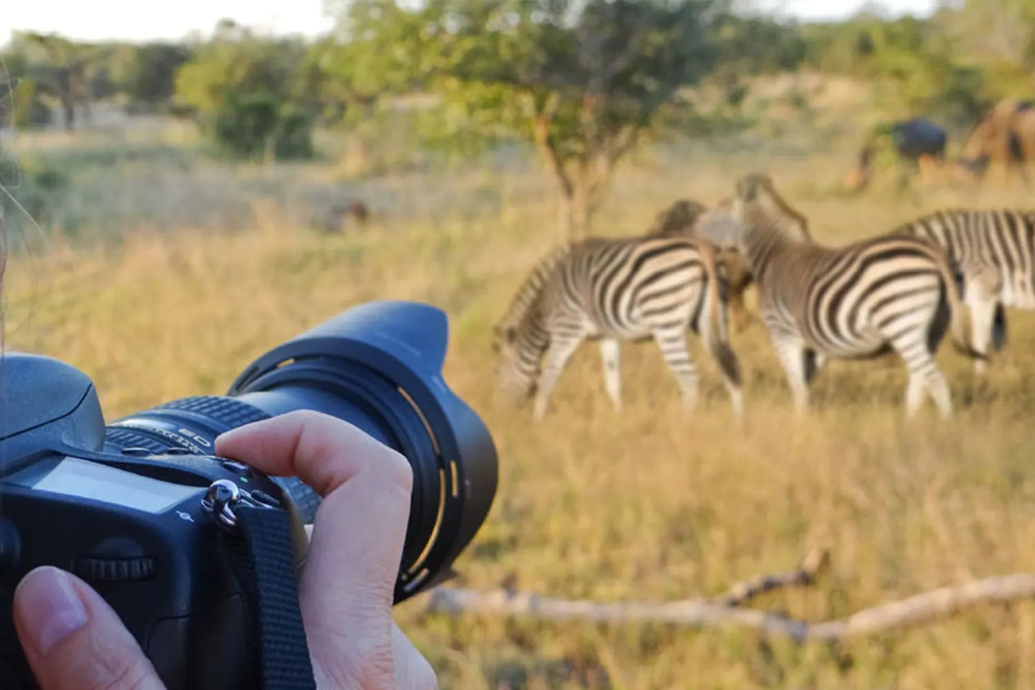 Photography safari in Serengeti during February