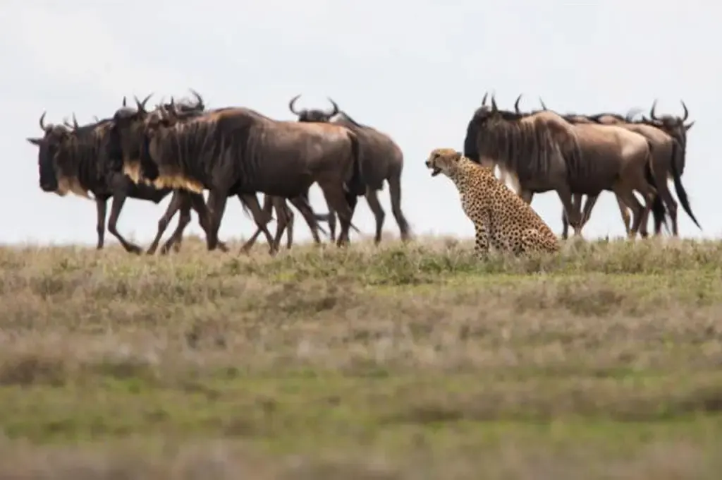 10-Day Ultimate Serengeti Migration Safari