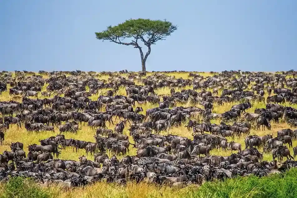 7-Day Great Migration & Crater Safari