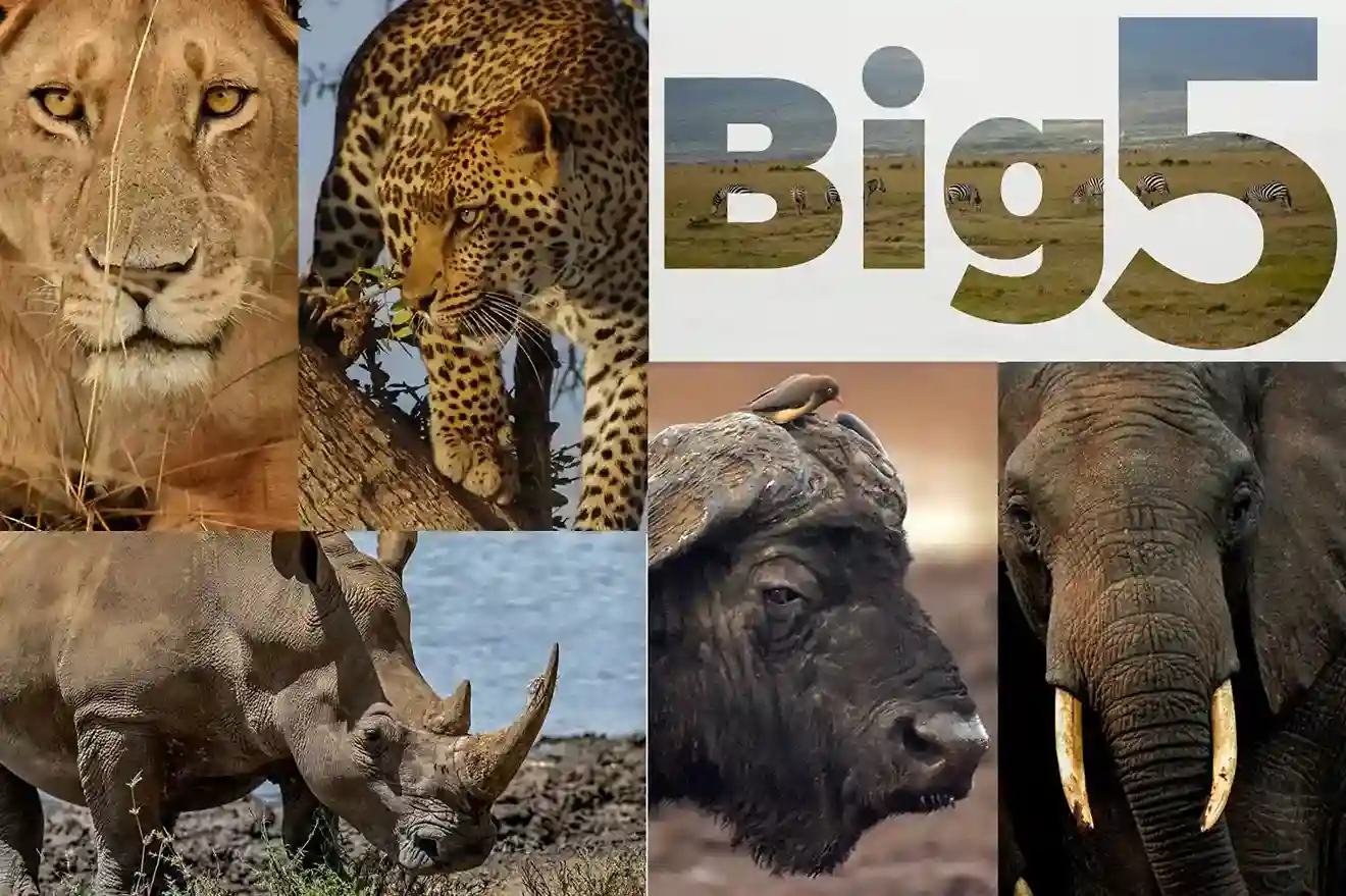 Big Five sightings in Serengeti during September Tanzania safari