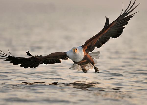 African Fish Eagle in Serengeti