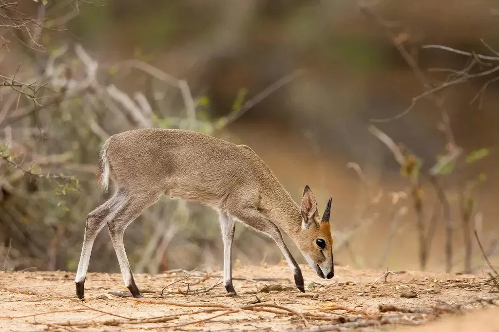 Wildlife encountered during Kilimanjaro trek