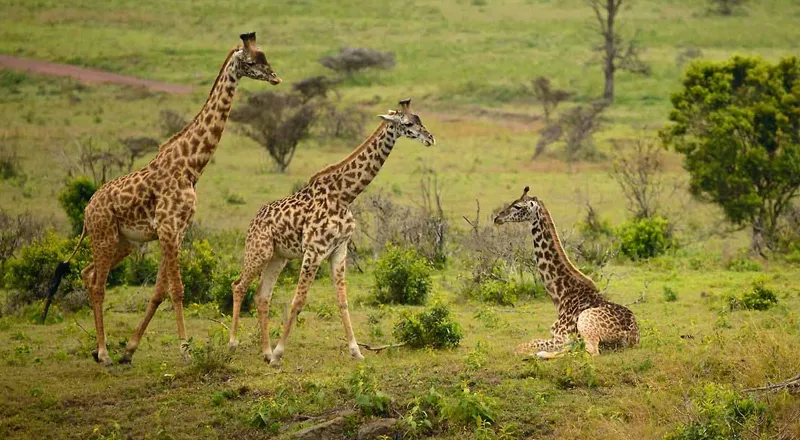 Arusha National Park Wildlife