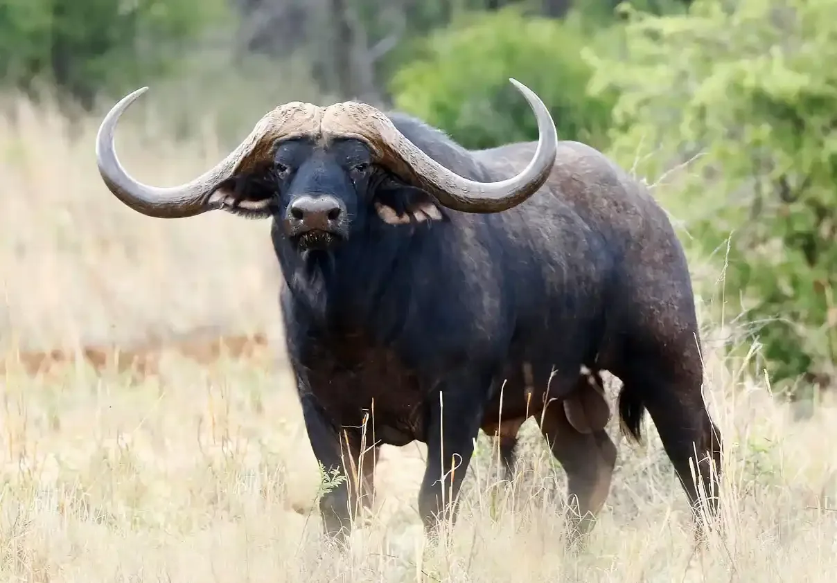 Buffalo in Ngorongoro
