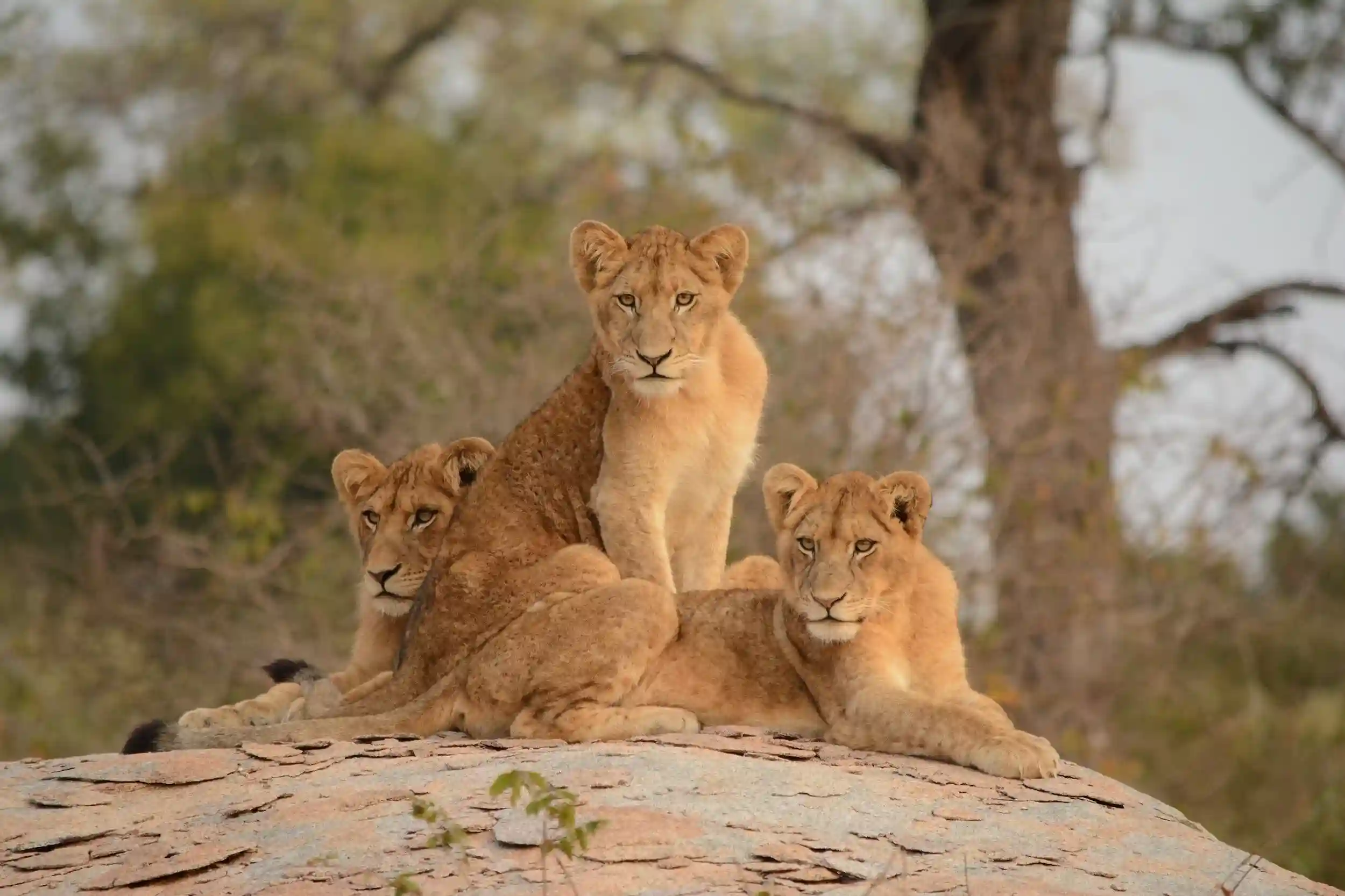 Christmas holiday safari specials in Tanzania for December