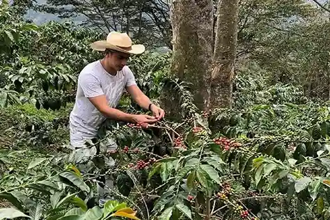 Tanzanian coffee plantations in Materuni