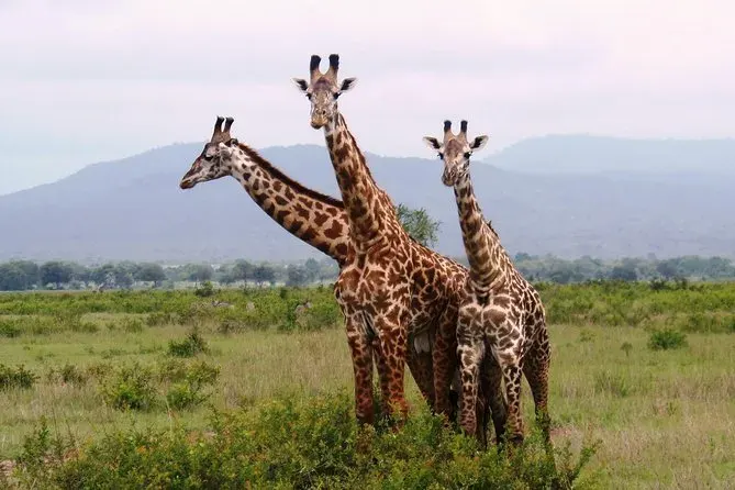 Exploring nearby attractions from Dar es Salaam