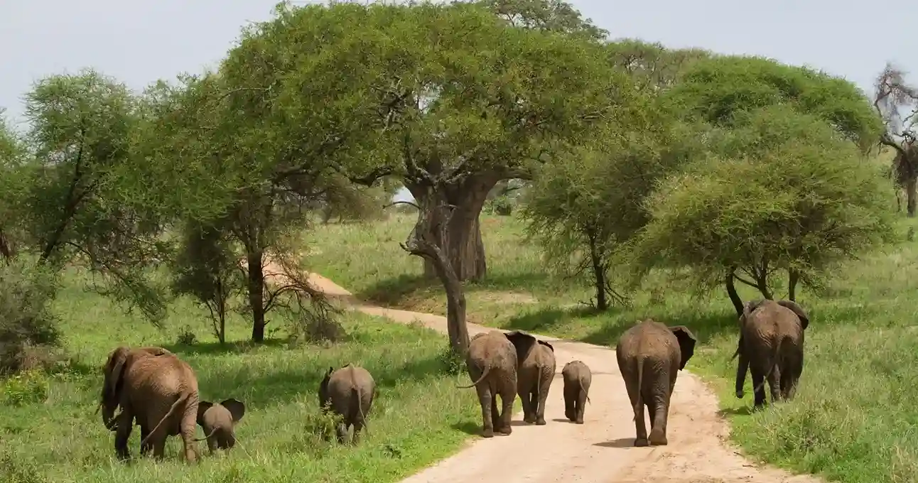 Elephants in Serengeti during April Tanzania safari
