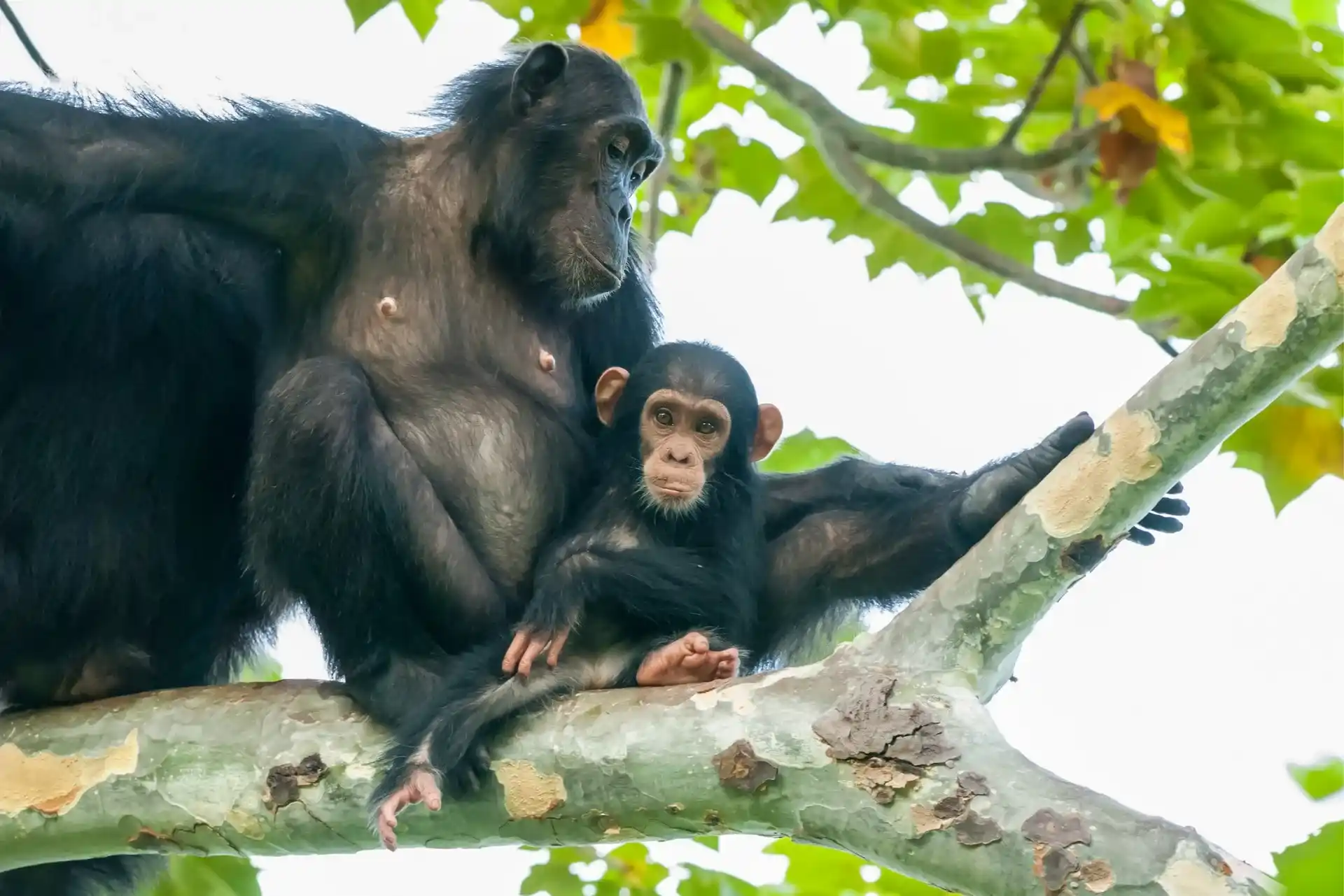 2-Day Gombe Chimpanzee Trekking Safari