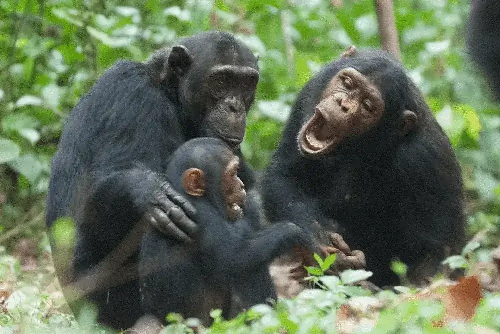 Chimpanzee Tracking in Mahale Mountains National Park