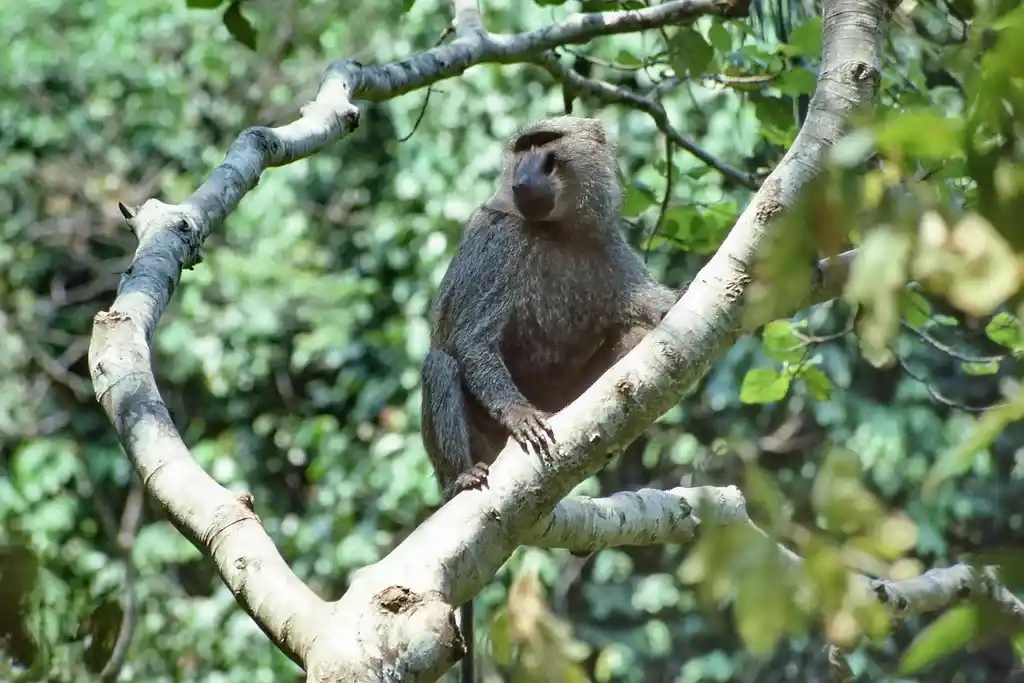 Olive Baboons in Gombe