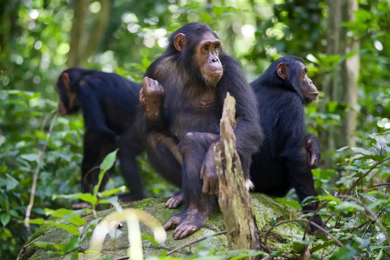 Chimpanzee Trekking in Gombe