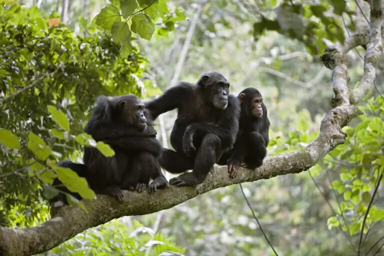 6-Day Gombe & Mahale Combo Safari