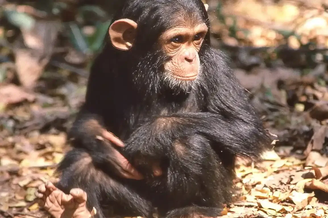 Chimpanzee trekking in Gombe National Park