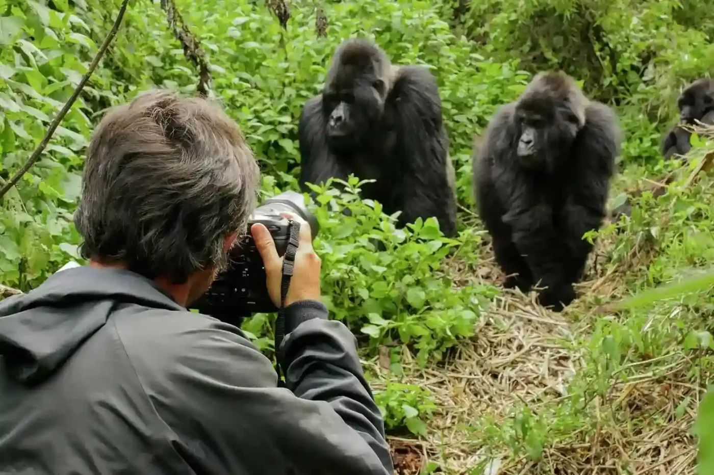 Silverback gorilla during gorilla trekking Uganda in Bwindi