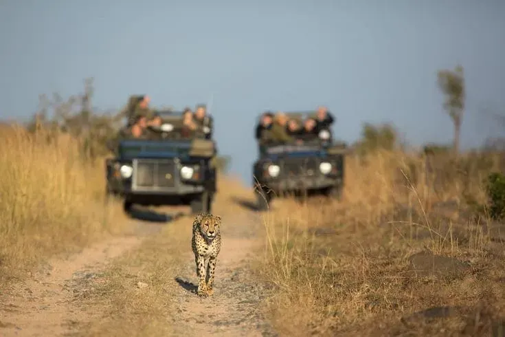 Luxury private safari in Tanzania