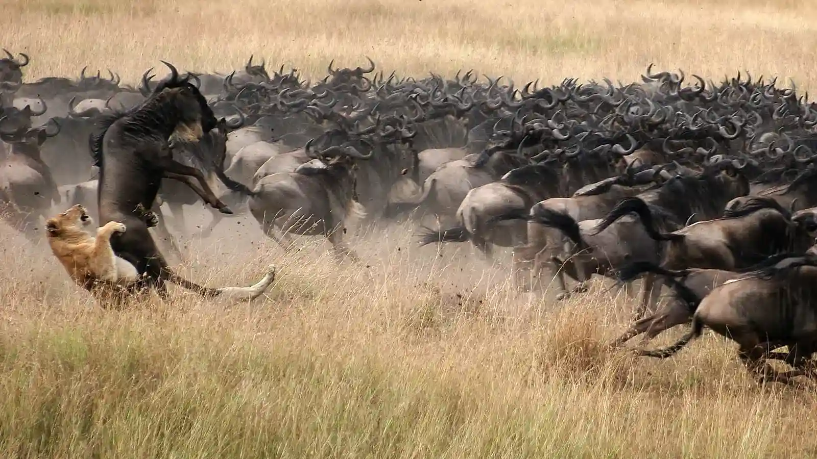 Predators in Serengeti