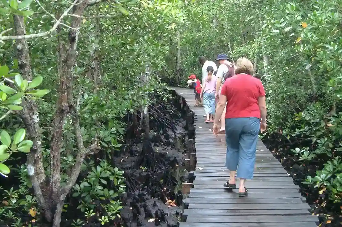 Mangrove Boardwalk in Jozani Forest
