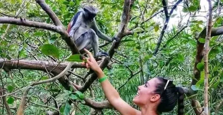 Jozani Forest Tour from Zanzibar