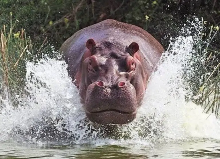 6-Day Katavi Walking & Wildlife Safari