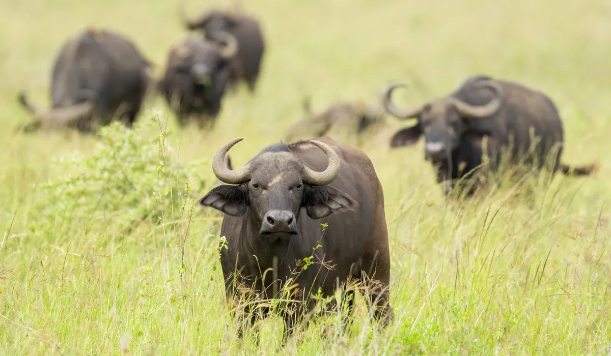 Buffalo Herds in Katavi