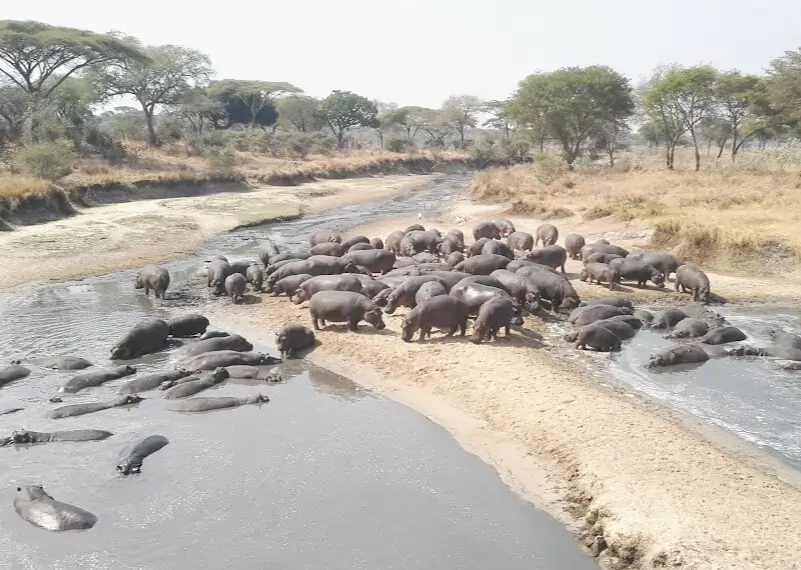 Hippo Pools in Katavi