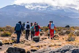 Rainforest Trail on Machame Route