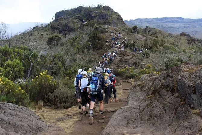 Hikers on Marangu Route rainforest trail during Mount Kilimanjaro day hike
