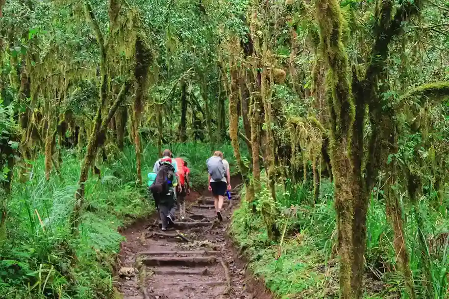 Lemosho Route Rainforest Trek