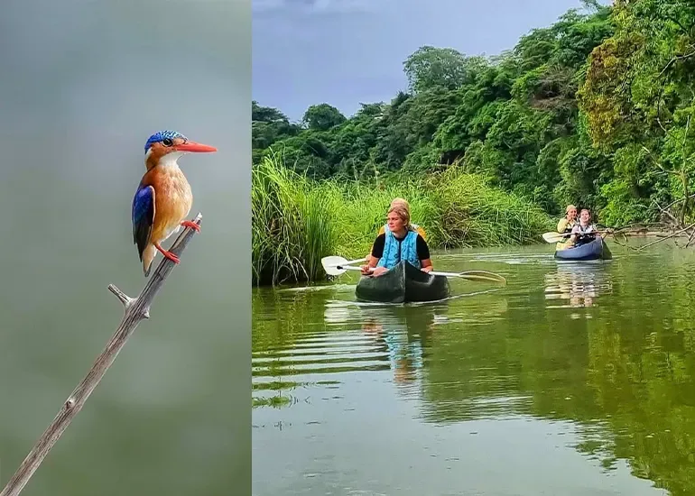 Birds in Lake Duluti, Tanzania