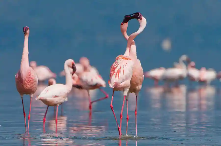 Lake Manyara day tour flamingos