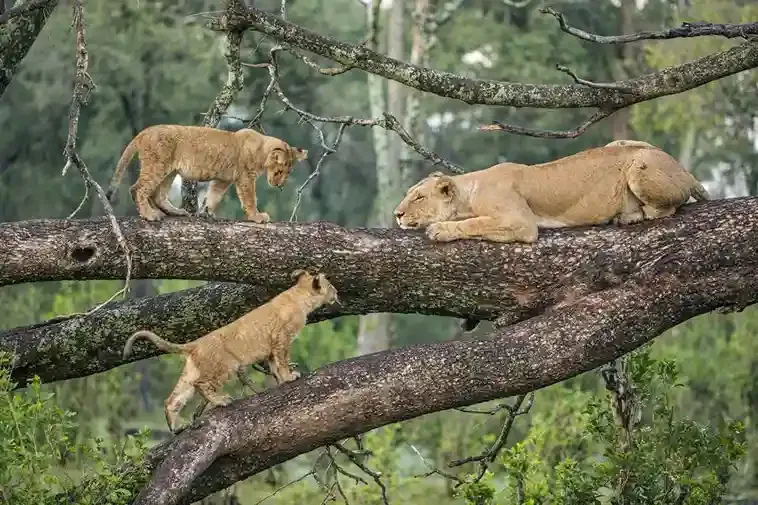 Tree-climbing lions during Lake Manyara National Park day tour on Arusha to Lake Manyara safari