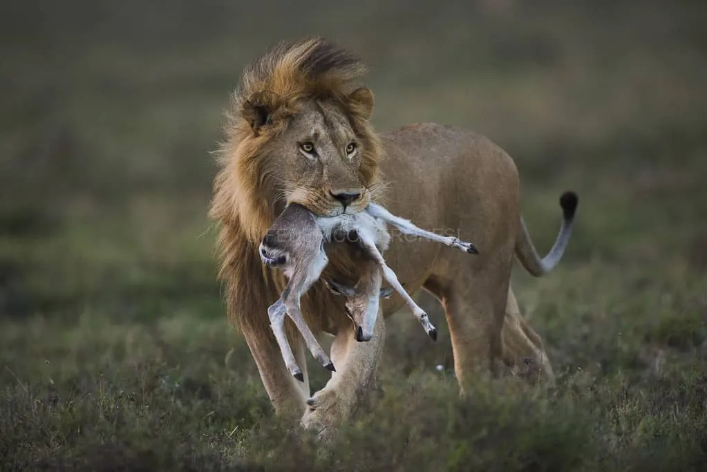 Family-Friendly Serengeti & Zanzibar Tour