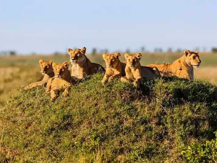 Luxury migration tours in August Tanzania safari