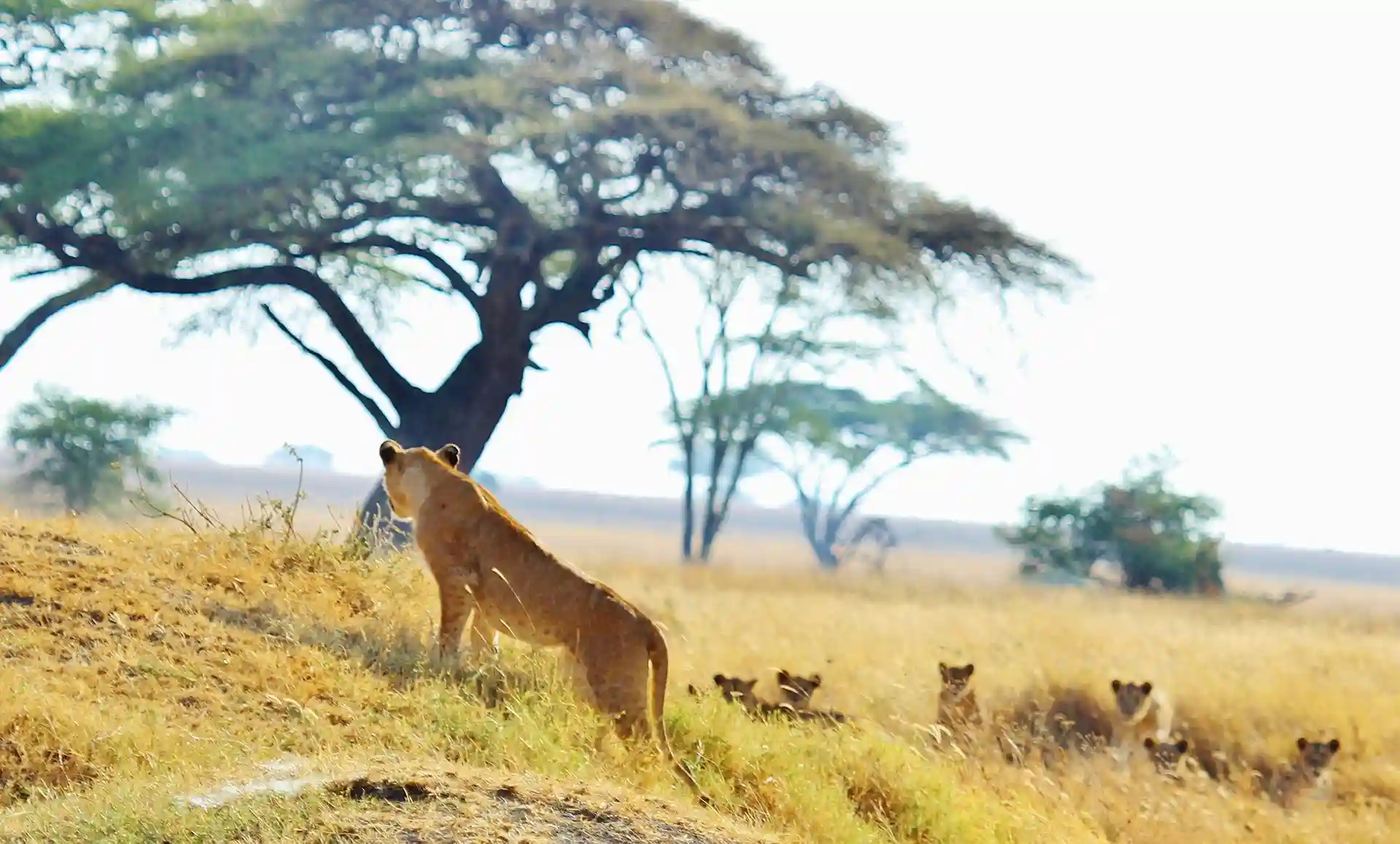 Big Five in Serengeti during November