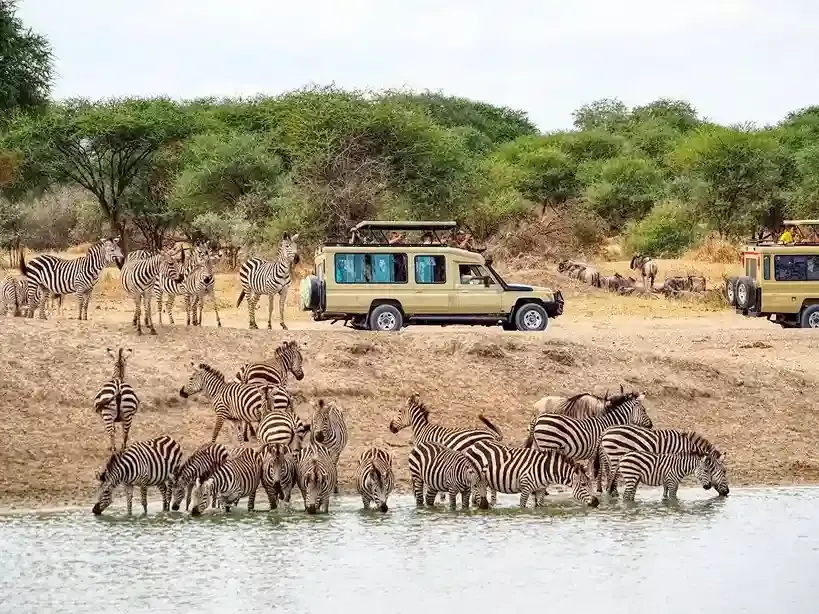 Zebras roaming in Tarangire National Park