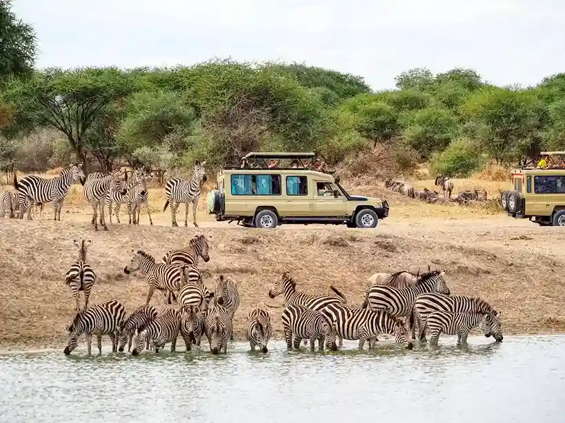Wildebeest calving in Serengeti during February