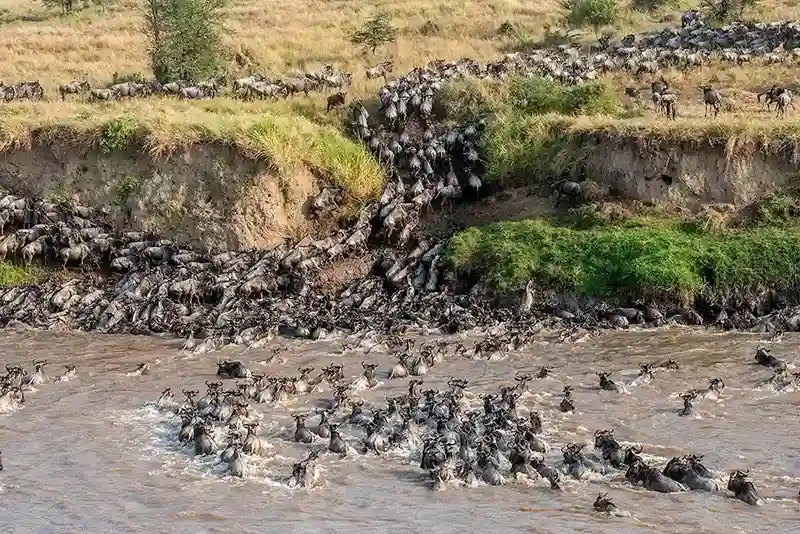 Great Migration River Crossing