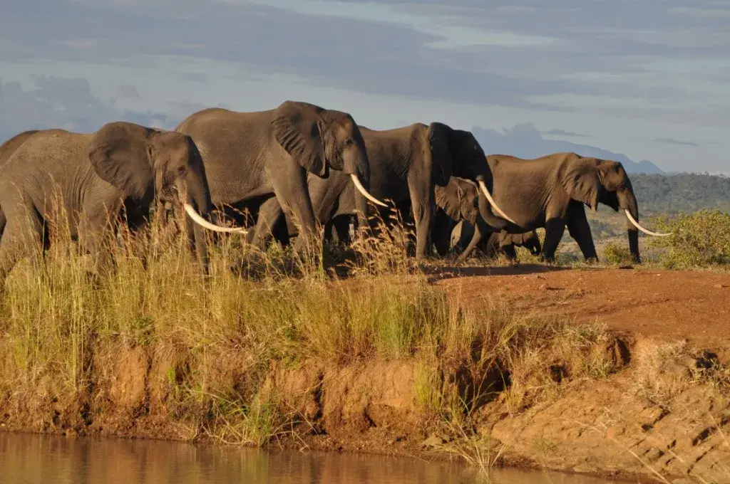 Elephants in Tarangire with Family