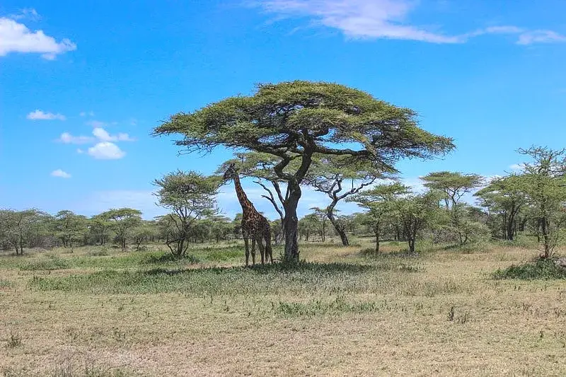 2-Day Mikumi National Park Safari from Dar es Salaam