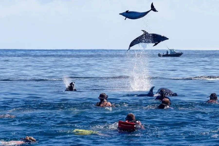 Dolphins in Zanzibar waters